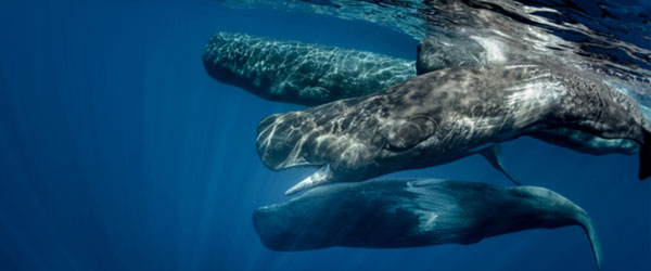 Whales swimming in the ocean