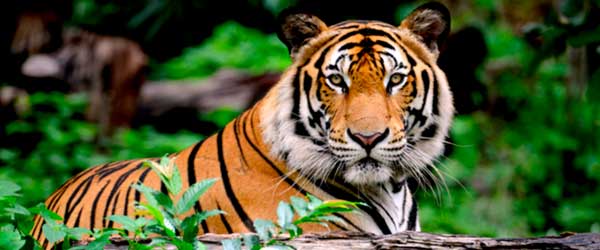 India Bengal Tiger head looking direct to camera