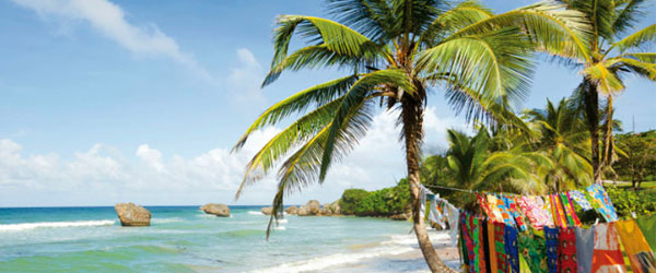 Coconut trees on Crane Beach, Barbados